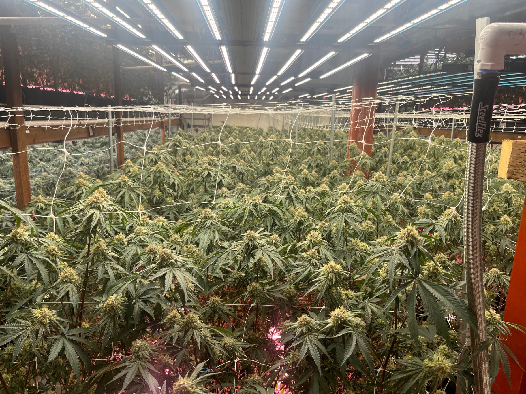Dense rows of flowering cannabis with trellis netting