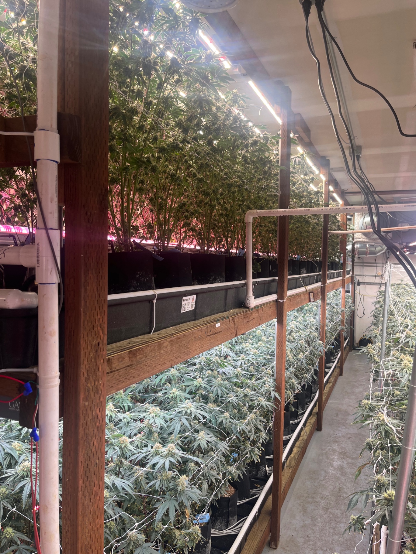 Multi-tier vertical grow rack with mature flower